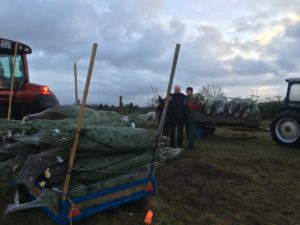 Hemgård juletræ økologisk landbrug hemgaard Østjylland østjylland Mariager